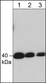 Crk Antibody (M332)