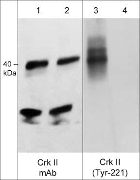 Crk [p Tyr221] Antibody