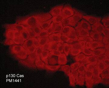 p130Cas/BCAR1 Antibody (M144)
