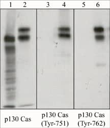 p130Cas/BCAR1 Antibody (M144)