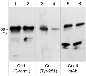 Crk [p Tyr251] Antibody