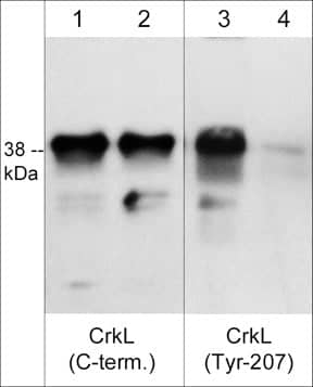 CrkL Antibody