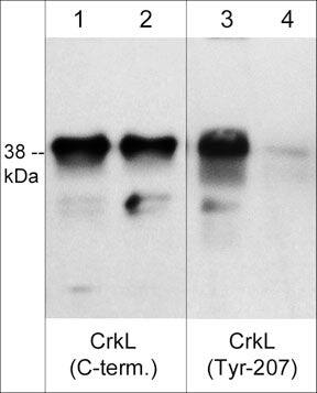 CrkL [p Tyr207] Antibody