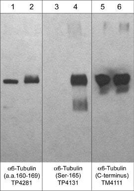 TUBA6 [p Ser165] Antibody