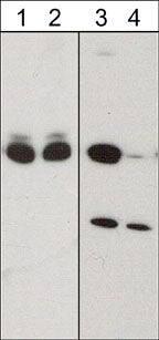CRMP2 Antibody
