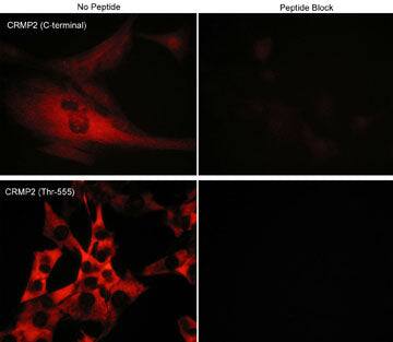 CRMP2 Antibody