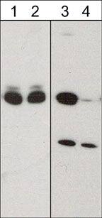 CRMP2 [p Ser522] Antibody