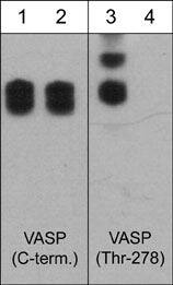 VASP [p Thr278] Antibody