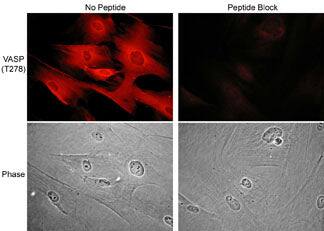 VASP [p Thr278] Antibody