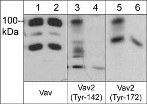 VAV2 Antibody