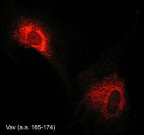 VAV2 Antibody