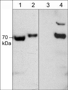 CRMP2 [p Thr555] Antibody