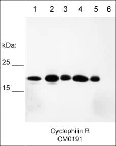 Cyclophilin B Antibody (M019)