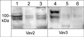 VAV2 Antibody