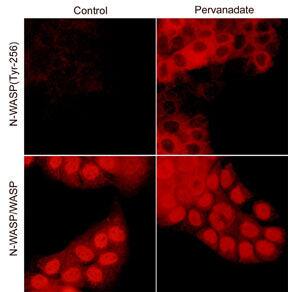 N-WASP Antibody