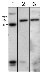 N-WASP Antibody