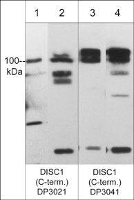 DISC1 Antibody