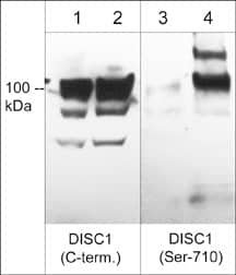 DISC1 [p Ser710] Antibody