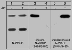 N-WASP [p Ser485, p Ser484] Antibody