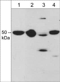 Draxin/C1orf187 Antibody