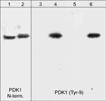 PDK-1 Antibody