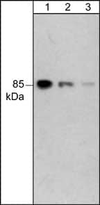 PI 3-Kinase p85 alpha Antibody (M253)