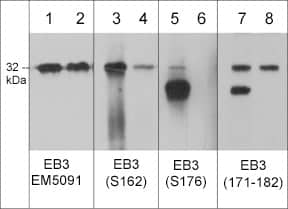 EB3 Antibody