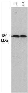 EEA1 Antibody (M347)