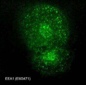 EEA1 Antibody (M347)