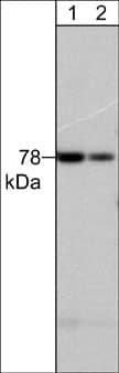 PKC delta Antibody (M242)