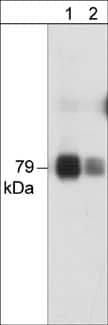 PKC theta Antibody (M217)