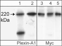 Plexin A1 Antibody