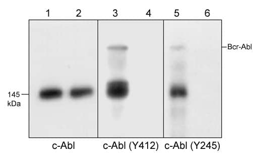 c-Abl Antibody (M209)