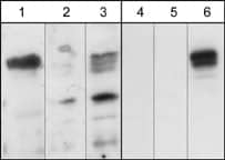 Plexin A1 Antibody