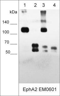 EphA2 Antibody (M060)