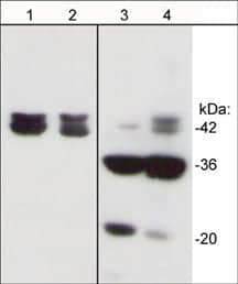 beta-Actin [p Tyr53] Antibody