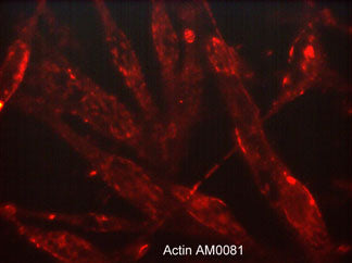 beta-Actin Antibody (M008)