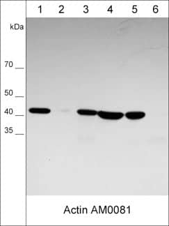 beta-Actin Antibody (M008)