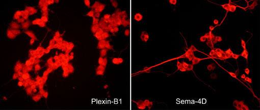Plexin B1 Antibody