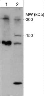 Plexin B1 Antibody