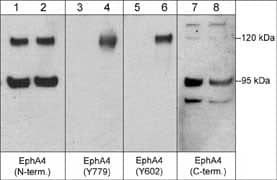 EphA4 Antibody (M280)