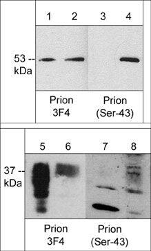 PrPC Antibody (3F4)