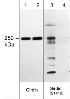 Girdin [p Ser1416] Antibody