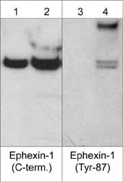 NGEF Antibody