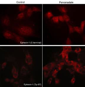 NGEF [p Tyr87] Antibody