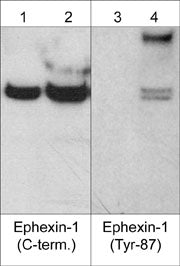 NGEF [p Tyr87] Antibody