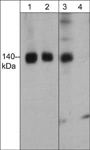 FHOD1 [p Thr1141] Antibody