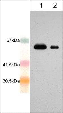 AIM2 Antibody
