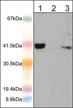 AIM2 Antibody