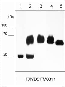 FXYD5/Dysadherin Antibody (M031)